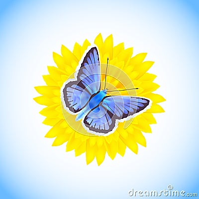 Beautiful blue butterfly - Icarus Polyommatus sitting on a yellow flower isolated on white and blue background. Vector Illustration